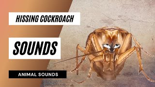 The Animal Sounds Hissing Cockroach Sounds  Sound Effect  Animation [upl. by Stander]