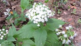 Capital Naturalist White Snakeroot [upl. by Attenaj]