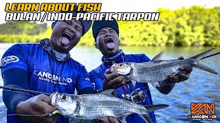 LEARN ABOUT FISH IKAN BULAN  INDOPACIFIC TARPON [upl. by Nancee]