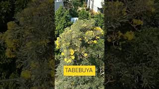 TABEBUYA DARI BALKON HARI INI nature flowers tabebuya [upl. by Wilscam]