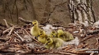 Decorah  Goslings Jump From Eagles Nest🐥 Full 54 Minute Coverage Of Heart Pounding Action 42822 [upl. by Padget7]