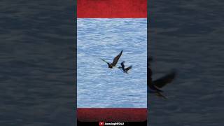 • Birds Can Swim • FactShorts 22 • [upl. by Lily]