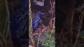 鈷藍箭毒蛙Dendrobates AzureusTaipei Zoo [upl. by Lira368]