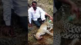 El Hombre que Venció a un Leopardo con sus Puños [upl. by Kelwin]