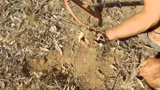 Gold prospecting Bendigo Victoria AUS [upl. by Lanod867]