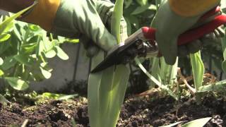 Gardening Tips  How to Divide Iris Plants [upl. by Eilac]