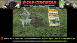 Get Rid Of Moles In Lawn Moles And Voles [upl. by Alilad]