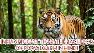 The Bachelor of Powalgarh।wildlifehuntingfull story in hindi3animalstiger [upl. by Geldens]