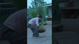 made Handmade fans out of grass shortvideo [upl. by Filiano]