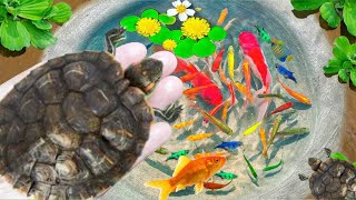 Amazing Catch Baby Diamond Turtle Unicorn Head Fish Pearlscale Goldfish Striped Horse Fish [upl. by Airdnekal]