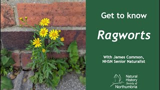 Get to Know Ragworts [upl. by Ettenan]