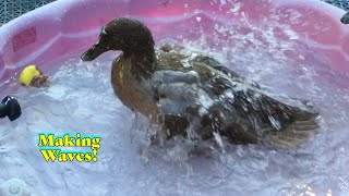 Cute Duck Makes A BIG Splash Khaki Campbell Is Making Waves [upl. by Jorey767]