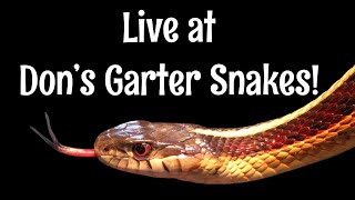 Live At Don’s Garter Snakes [upl. by Lamiv]