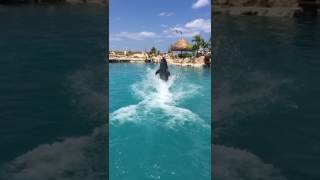 Dolphinaris Cozumel 🐬💖 [upl. by Eiraminot]