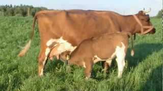 boris 1 month old calf milking his mother daisy 23 aug 2012 [upl. by Ah]