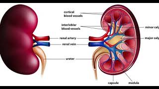 Acute Kidney Injury Ciwon Ƙoda 1 [upl. by Obidiah]