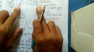 TRILOBITES  MORPHOLOGY HINDI [upl. by Mikah]