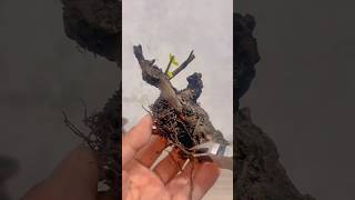 harvest a tiny tree for make bonsai yamadori 분재 [upl. by Mcarthur]