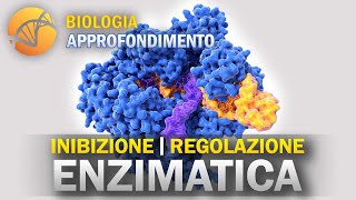 BIOLOGIA  Inibizione e Regolazione Enzimatica  Approfondimento [upl. by Atteynek]