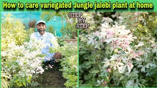 How to grow and care variegated Jungle jalebi plant at home 🏡 most informative video WAGardner [upl. by Cira415]