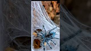 Martinique Pink Toe Tarantula Caribena versicolor feeding [upl. by Sedinoel]