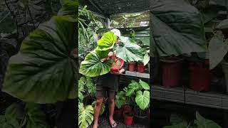 Philodendron PlowmaniiTanaman tersedia di Fest Garden Kontak Kami  087705445615 [upl. by Onaicul]