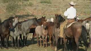 Tongue River Ranch  American Quarter Horse Program [upl. by Whitby]