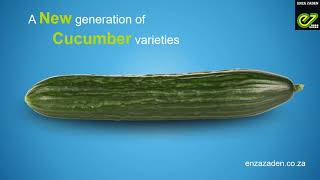 A new generation of Enza Zaden cucumber varieties [upl. by Jimmie]