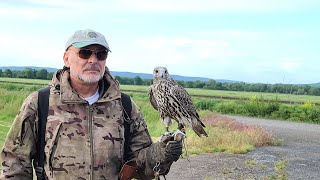 Peregrinegyr tiercel is flying on the drone [upl. by Daisy]