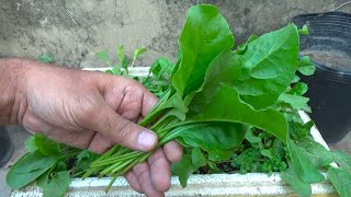 How to start spinach seed  very useful [upl. by Garda]