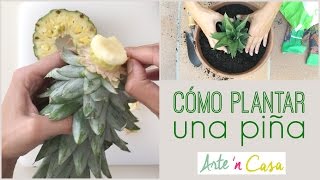 Cómo plantar una piña [upl. by Ennelram773]