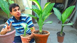 Can you grow dieffenbachia from a cutting  Where you cut dieffenbachia  dieffenbachia propagation [upl. by Assi]