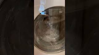 Miele WXR860 normal wash demo [upl. by Ronoh]