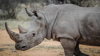 Rhino  The Colossal Mammal  Documentary EnglishHD [upl. by Enilarak]