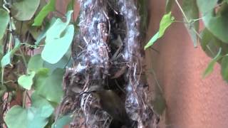 Olive  backed sunbird building nest  by Teo Lee Wei amp K [upl. by Cupo847]