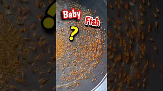 Baby fish farming  Fish life world babyfood fish colourfish [upl. by Clemente832]