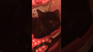 shortsfeed shorts ciaolovelies catsofyoutube tortitude fypシ゚viral fypyoutube catvideos [upl. by Jeffcott]