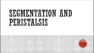 Segmentation and Peristalsis [upl. by Reinold]