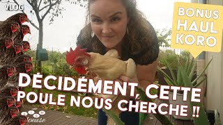 VLOG  Décidément cette poule nous cherche   HAUL Koro 😋 [upl. by Genesia]