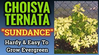 Choisya Ternata quotSundancequot  How To Care For This Reliable Evergreen [upl. by Nagiam]