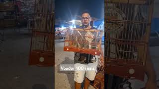 Voador 100 reais 😱 gaiola arejadores voador feiracordeiro baiao baianinha [upl. by Margarette940]