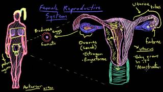 Khan Academy  Anatomy of the Female Reproductive System [upl. by Aremaj]