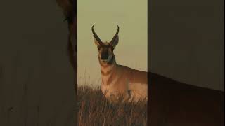 Pronghorn at dusk wildlife nature [upl. by Mitchell347]