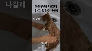 목욕중에 나갈래 하고 말하는 고양이수속성 고양이냥냥사랑동물농장 [upl. by Saticilef]