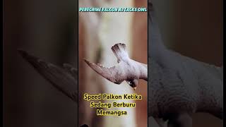 KECEPATAN BURUNG PALCON palkonattack palkon owl [upl. by Ynnep]