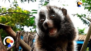 Slow Lorises Cry After Stolen from the Wild From Forest To Be Pets  The Dodo [upl. by Lunetta]