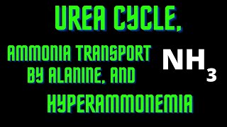 USMLE Step 1  Lesson 63  Urea Cycle Ammonia Transport by Alanine and Hyperammonemia [upl. by Atiuqehc475]