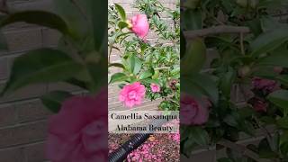 Camellia Sasanqua Alabama Beauty camellias gardening [upl. by Auberta]