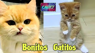 bonitos gatitos [upl. by Ijic]