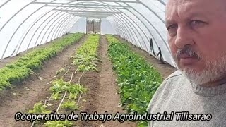 Producción Cooperativo Tilisarao [upl. by Marolda]